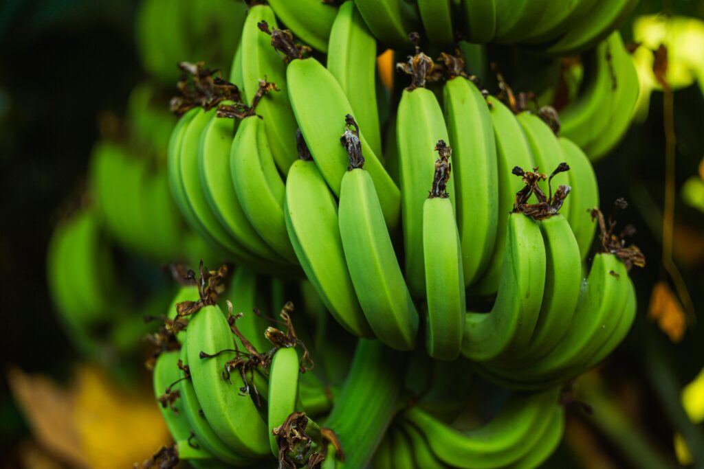 A detailed view of fresh green bananas still growing on the tree.