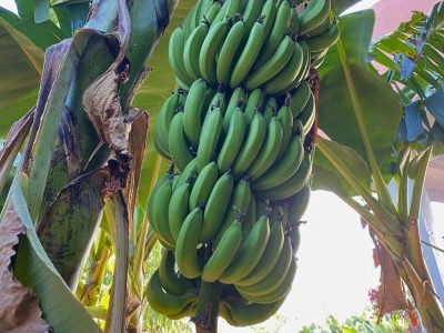 banana..
